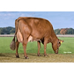 VR Cigar daughter no 41029-3610 from Jakob Gade_Skals - grazing.jpg