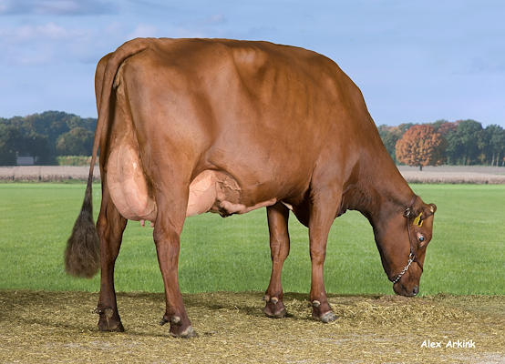 VR Cigar-datter fra Lars Remme Larsen, Sørvad