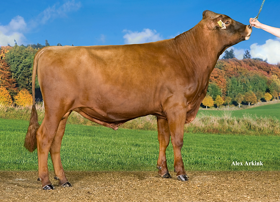 VR Crone (VR Cigar) 37373_new.jpg