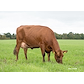 VR Dalton daughter no 34768-5452 from IS Kokkenborg_Dronninglund - grazing.jpg