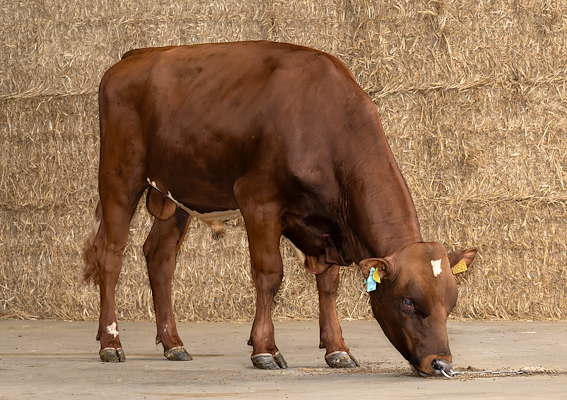 VR Eifila (VR Edney).jpg