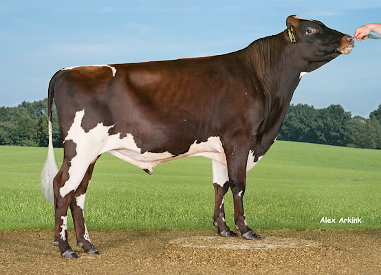 VR Emir (VR Evo).jpg