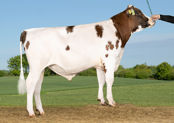 VR Emus (VR Exter).jpg