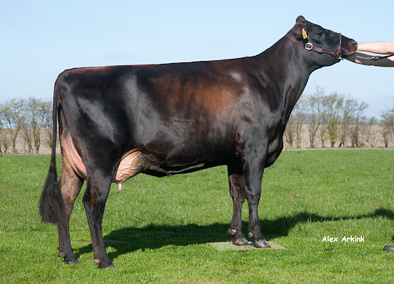 VR Enox-datter fra Pauli Riis, Roslev