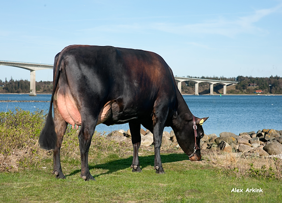 VR Enox-datter fra Pauli Riis, Roslev