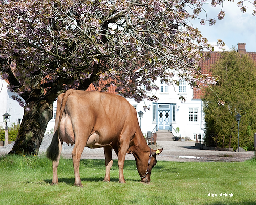VR Eragon-datter fra Lars Bebe, Ringe