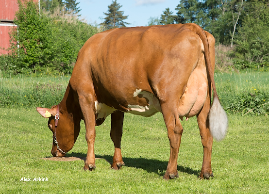 VR Faabeli-datter fra Peltola Juha ja Lea, Sysmä