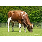 VR Facit P (VR Fanof P) - grazing.jpg