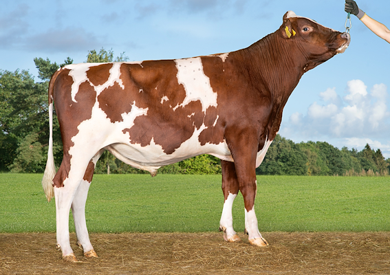 VR Fakir P (VR Fusan P).jpg