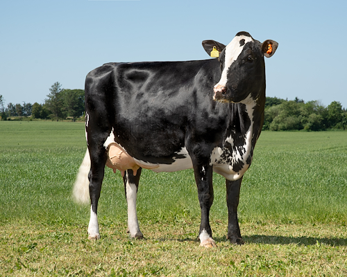 VR Farnam Procross datter fra Ellinglund, Silkeborg