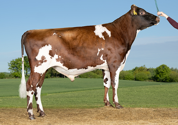 VR Felin P (VR Fluet P).jpg