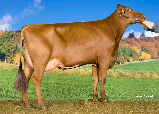 VR Fergus-datter fra Højtofte Vagn Rasmussen, Brørup