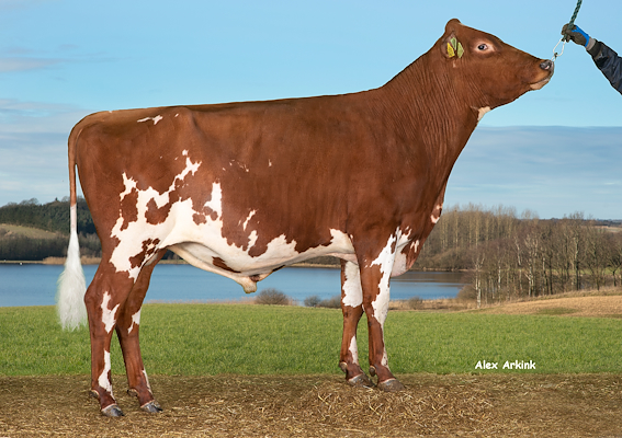 VR Festus (VR Figment).jpg