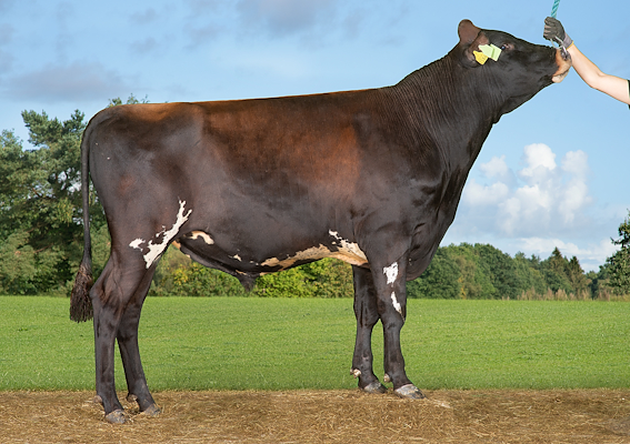 VR Ficus (VR Figment).jpg