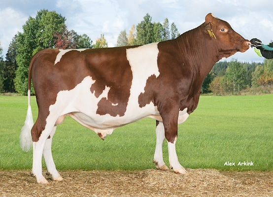 VR Fiftari (VR Fiat).jpg