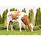 VR Finez (VR Finduz) - grazing.jpg