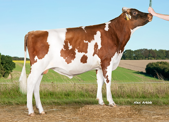 VR Firmino (VR Favre) 37719.jpg