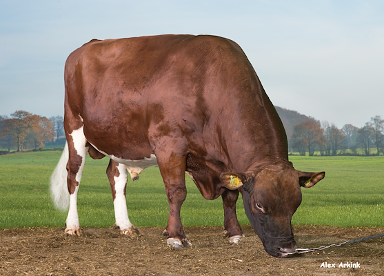 VR Flake P (VR Felipe).jpg