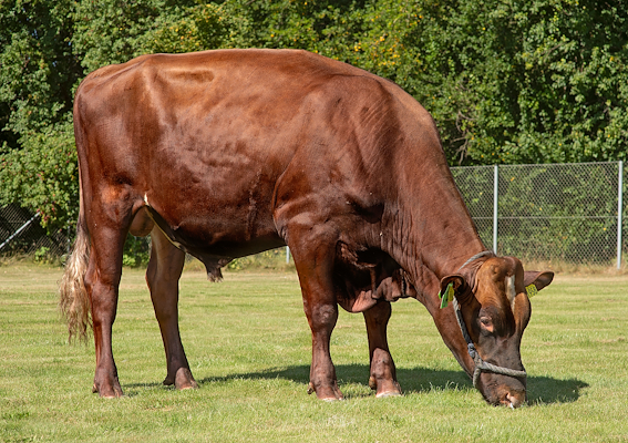 VR Flipper (VR Ferman).jpg