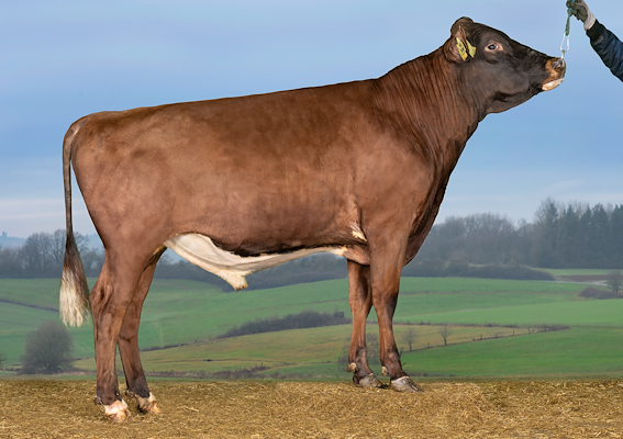 VR Fluri P (VR Frape P).jpg