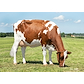 VR Froerup daughter no 26867-3370 from Niels Peter Mogensen_Havndal - grazing.jpg