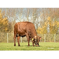 VR Frontti (VR Fabu) grazing.jpg