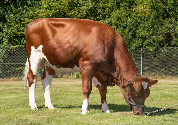 VR Fuga P (VR FiestaP).jpg