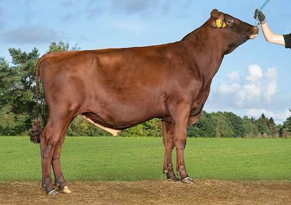 VR Fuoco P (VR Felis P).jpg