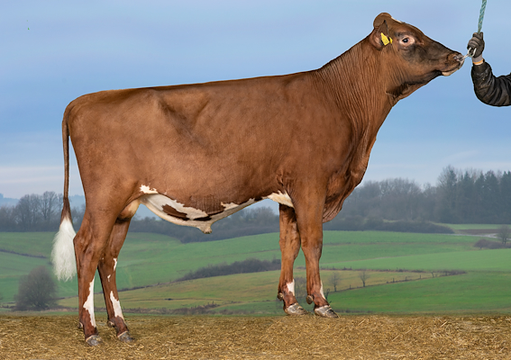 VR Hagby P (VR Haris P).jpg