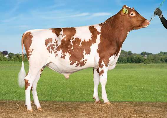 VR HangarP (VR Herluf).jpg