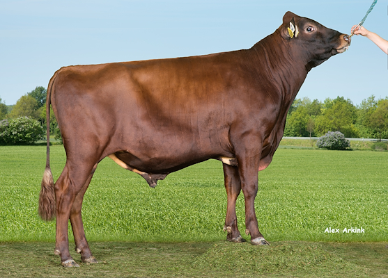 VR Hans (VR Hashtag).jpg