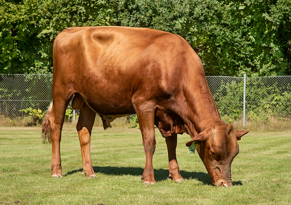VR Havanna (VR Hopsa).jpg