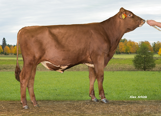 VR Heroo P 9868 (VR Hel P).jpg