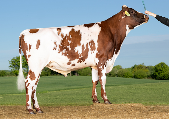 VR Higs P (VR HymyP).jpg