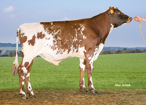 VR Hobo P 9865 (VR Hel P).jpg