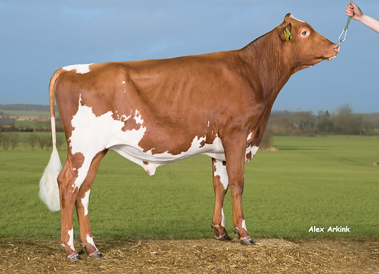 VR Hopla (VR Hermit) 37892.jpg