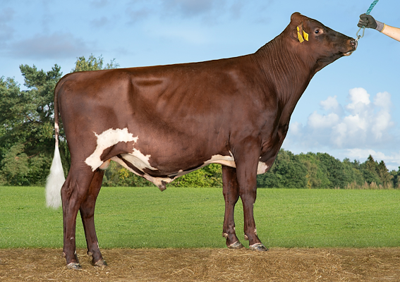 VR Hoppu (VR Holmes).jpg