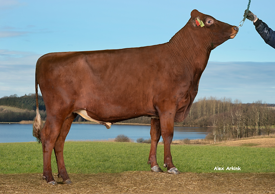 VR Horizon (VR Henry).jpg