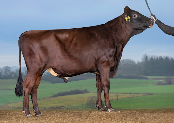 VR Hotshot (VR Hile).jpg