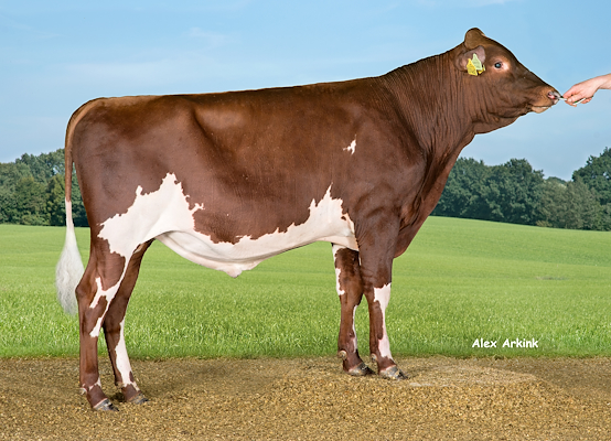 VR Light (VR Limit) 37832.jpg