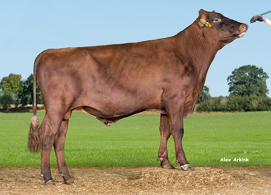 VR Lumier (VR Lumia).jpg