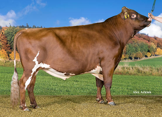 VR Pablo (Pell Pers) 37328.jpg