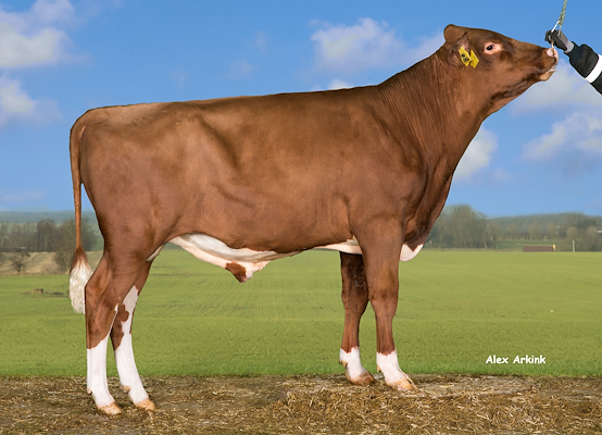 VR Peacock (VR Perenna).jpg