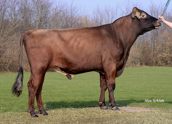 VR Porter (Pell Pers) 37365.jpg