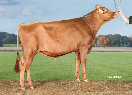 VR Redfox no 37733 (VR Rankin).jpg