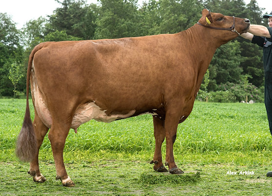 VR Thiago-datter fra Flemming Pedersen, Fjerritslev