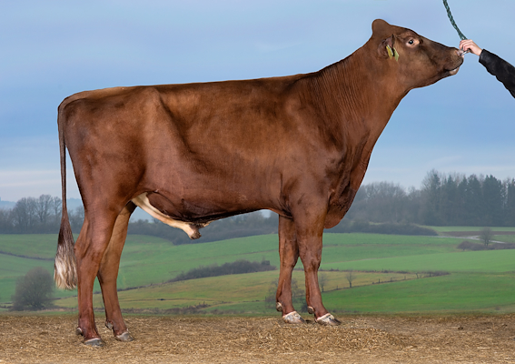 VR Ucco PP (VR Ulslev P).jpg