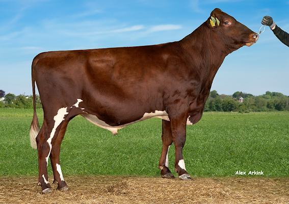 VR Ulrik PP (VR Umega P).jpg