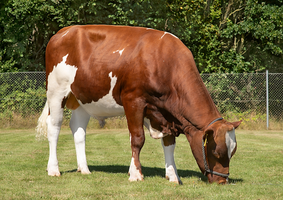 VR Unico P (VR Ulvar).jpg