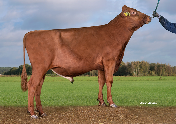 VR Unika P (VR Ulian P).jpg